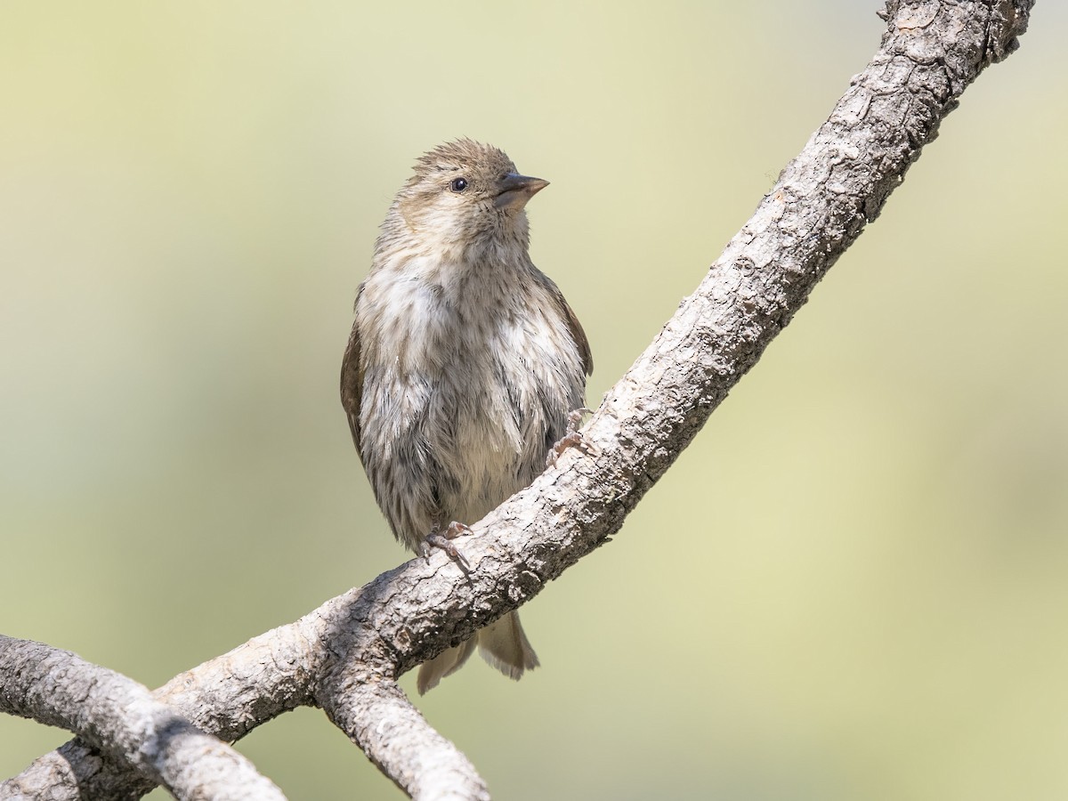 Pine Siskin - ML638659487