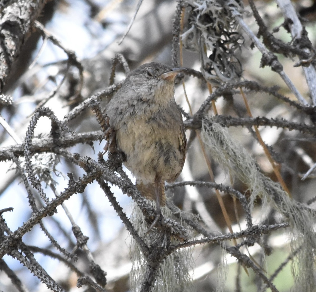 Northern House Wren (Northern) - ML638659490