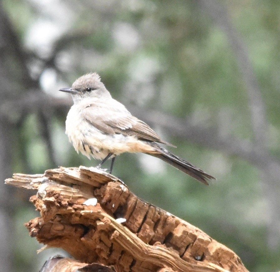Say's Phoebe - ML638659504