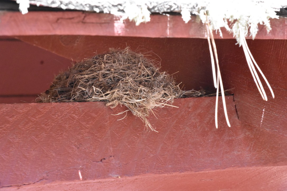 Say's Phoebe - ML638659512