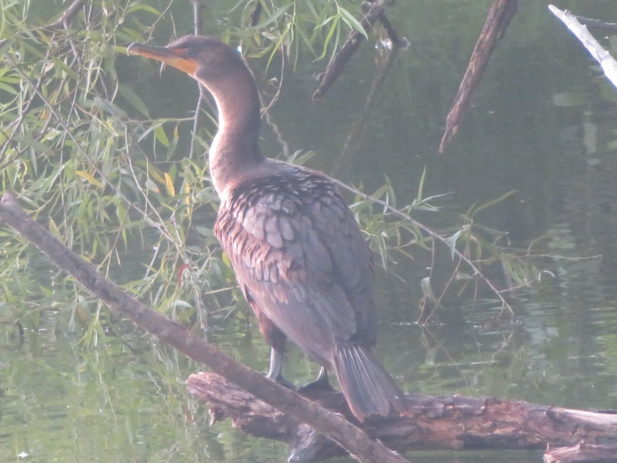 Double-crested Cormorant - ML638659551