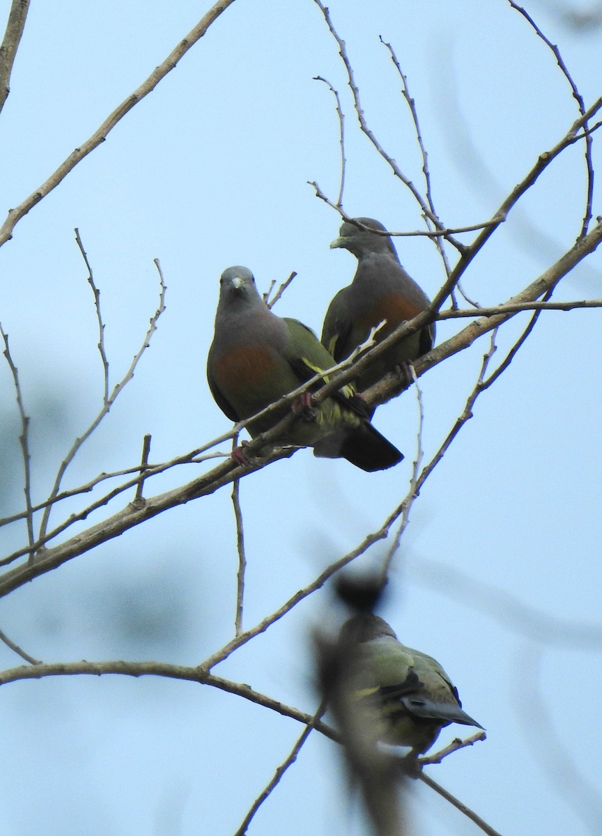 Pink-necked Green-Pigeon - ML638659554