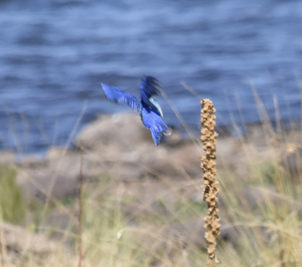 Mountain Bluebird - ML638659567