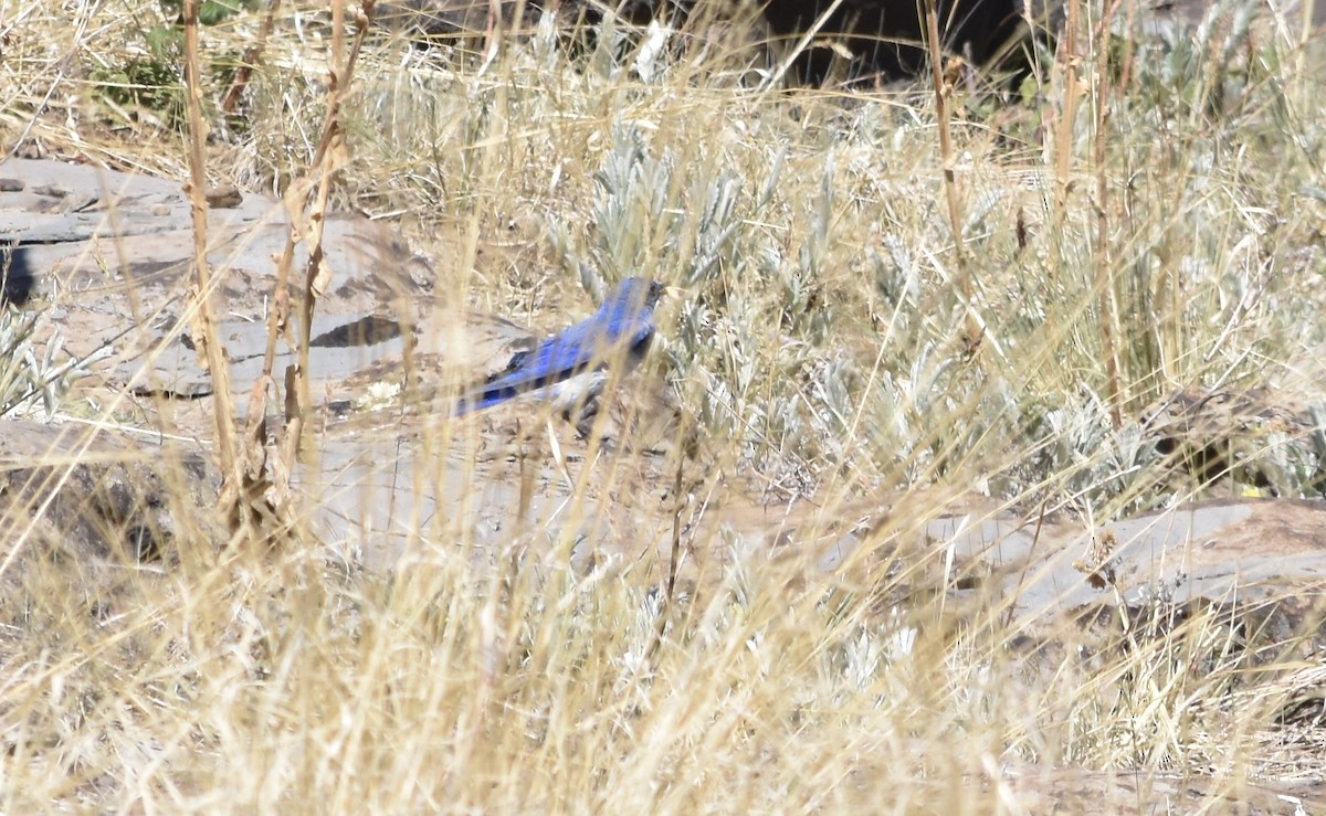 Mountain Bluebird - ML638659568