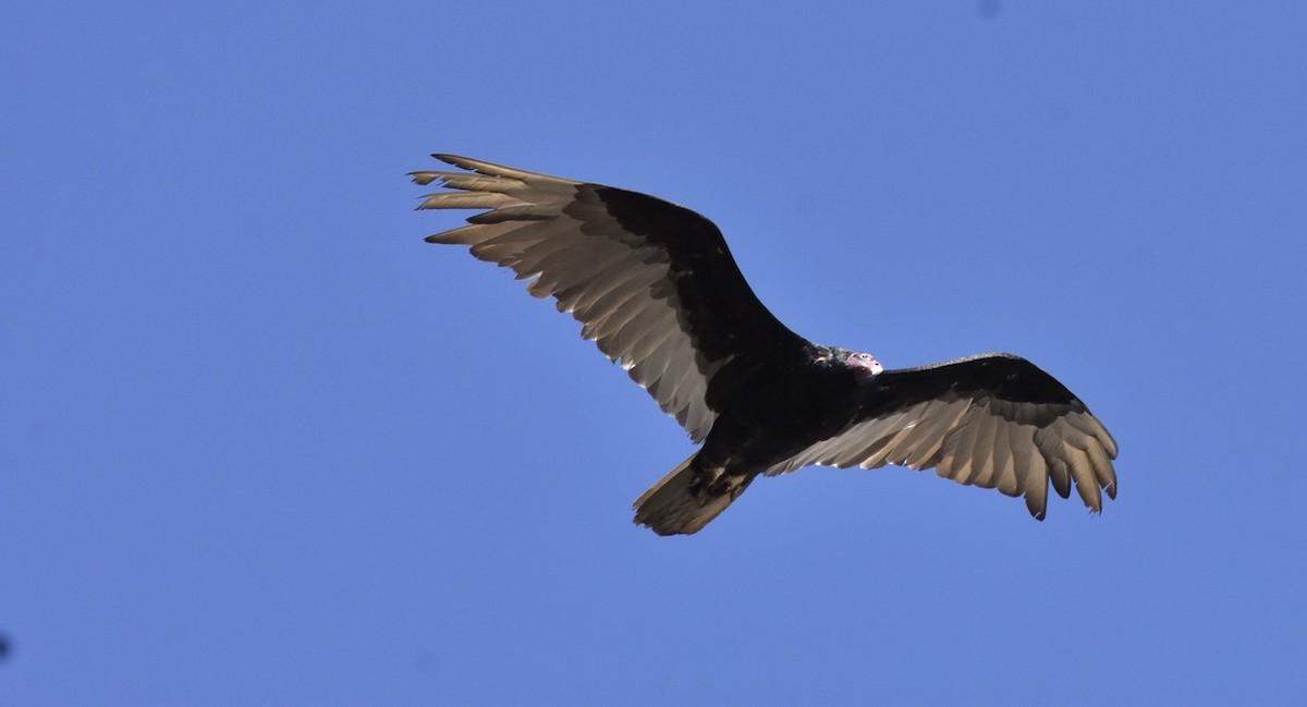 Turkey Vulture (Northern) - ML638659580