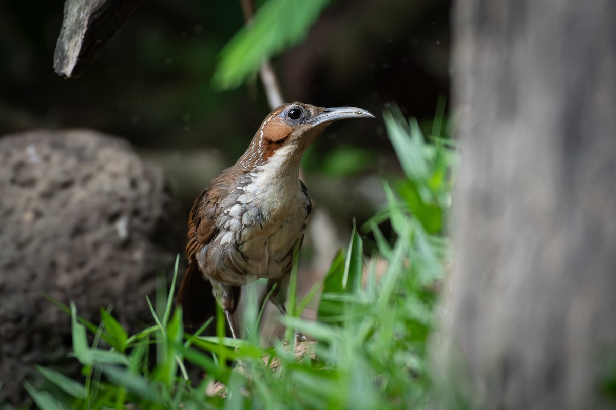 Large Scimitar-Babbler - ML638659605
