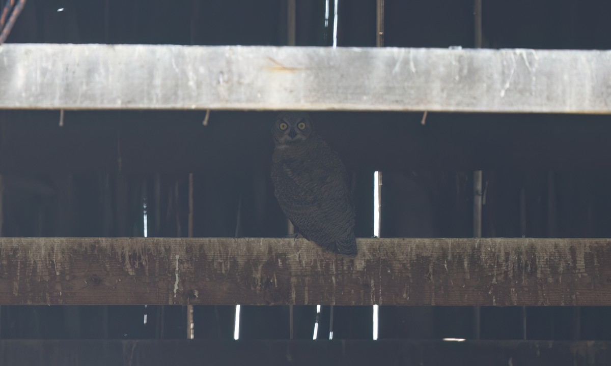 Great Horned Owl - ML638659621