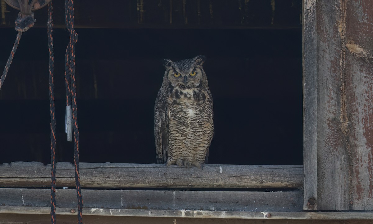 Great Horned Owl - ML638659624