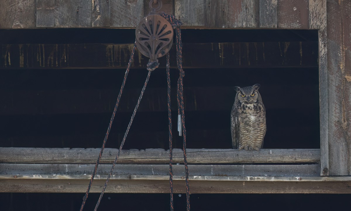 Great Horned Owl - ML638659626