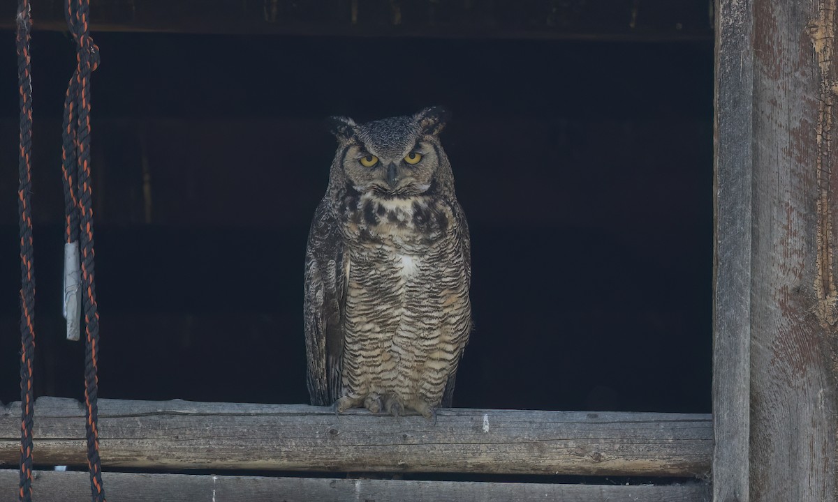 Great Horned Owl - ML638659627
