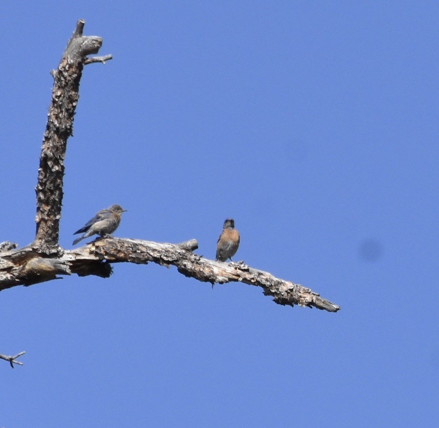 Western Bluebird - ML638659638