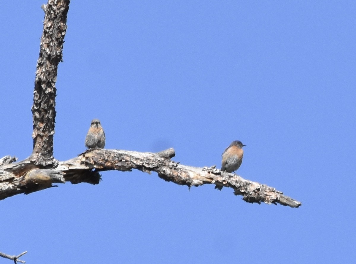 Western Bluebird - ML638659640