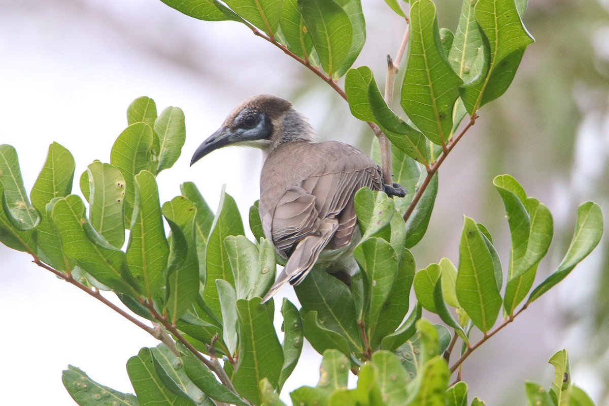 Little Friarbird - ML638659651
