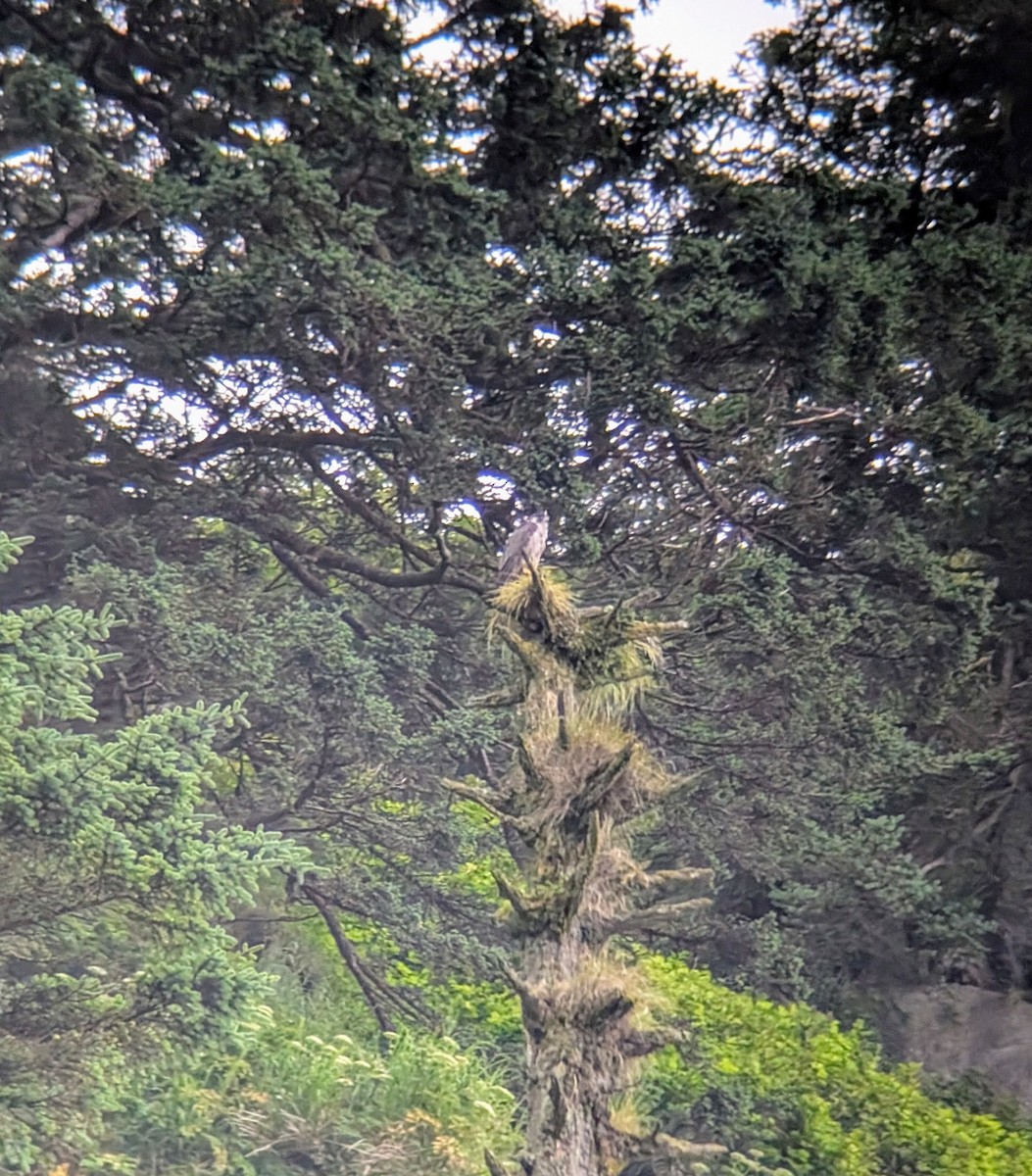 Peregrine Falcon - ML638659654