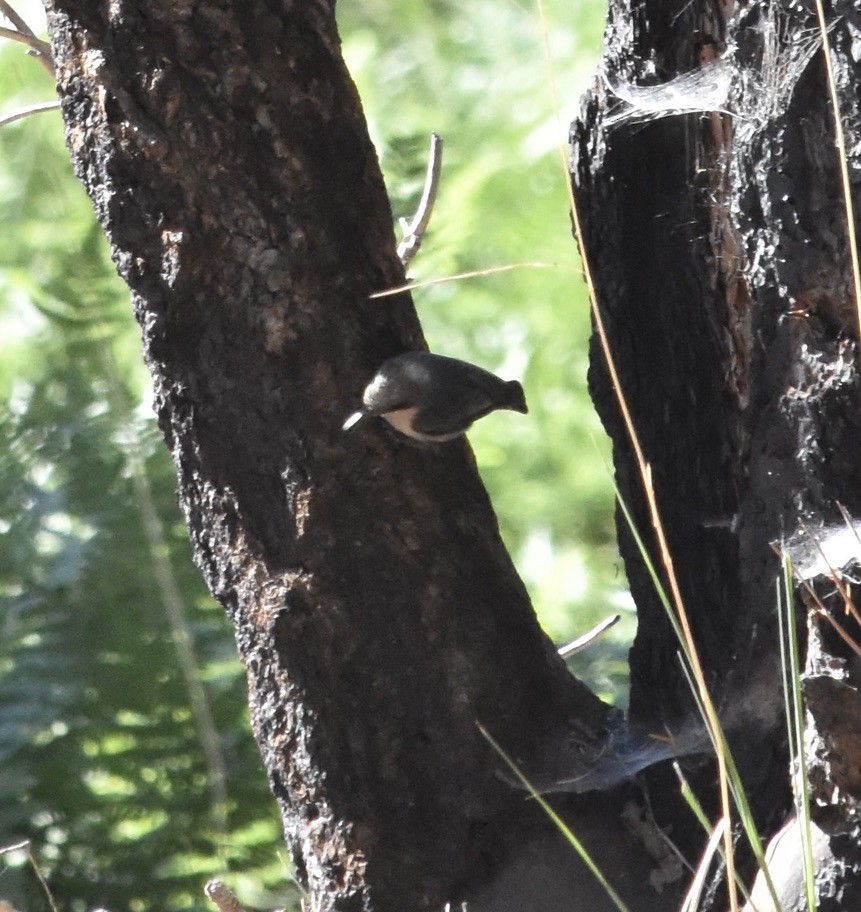 Pygmy Nuthatch - ML638659664