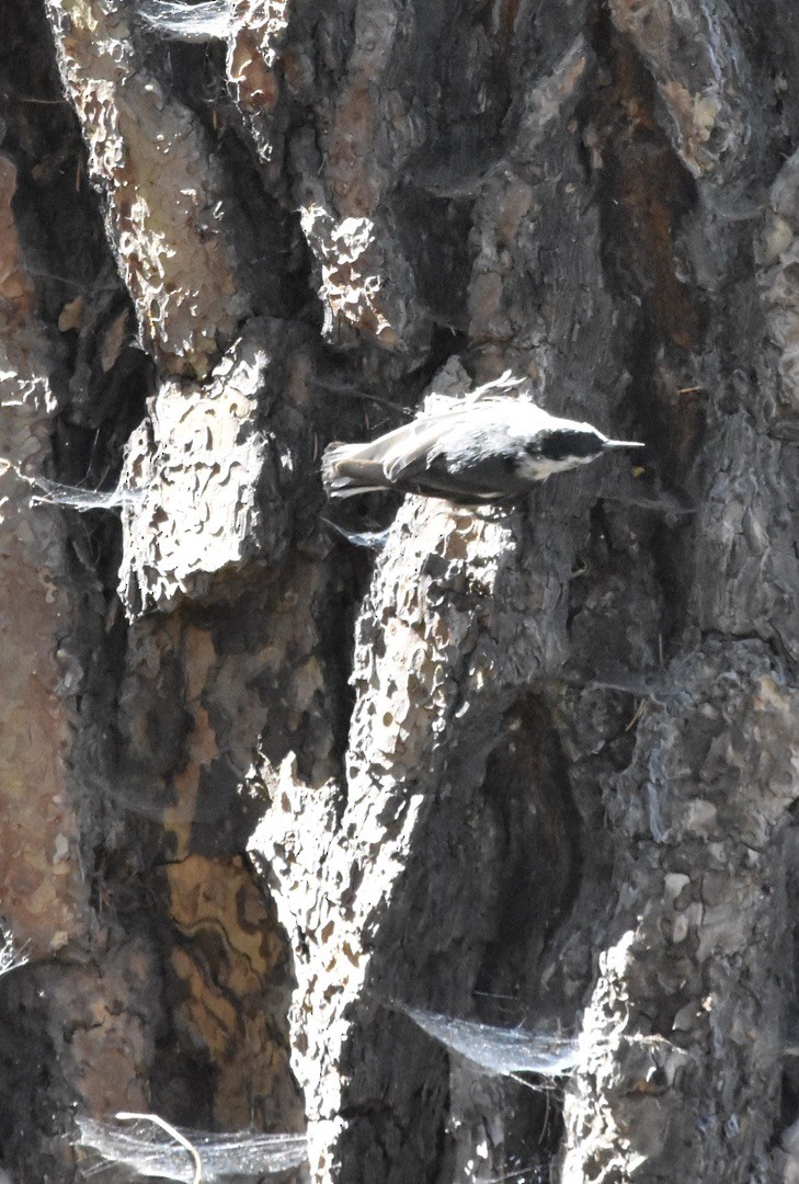 White-breasted Nuthatch (Interior West) - ML638659676