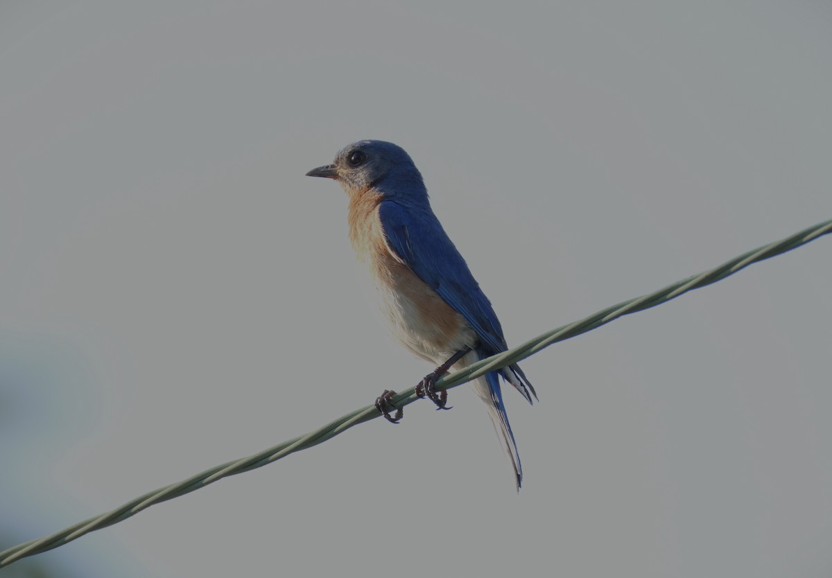 Eastern Bluebird - ML638659690