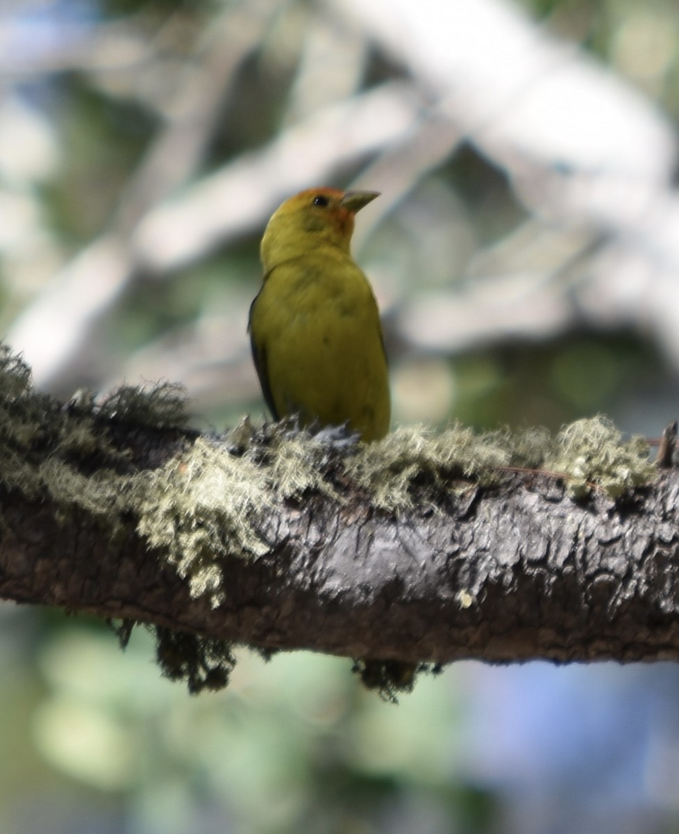 Western Tanager - ML638659696