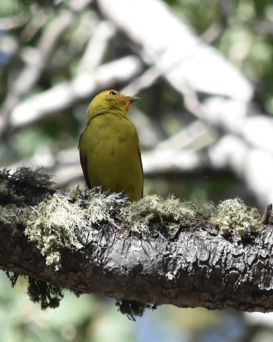 Western Tanager - ML638659697