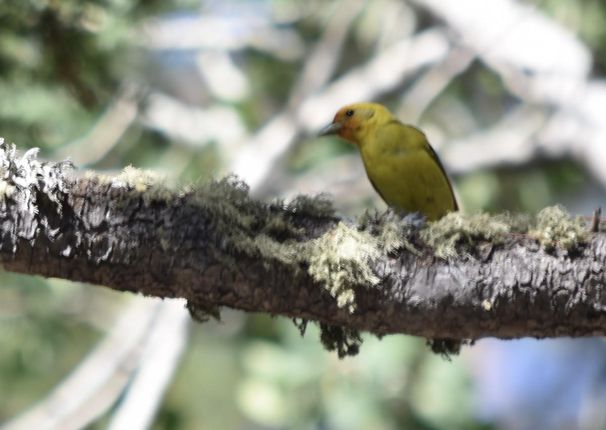 Western Tanager - ML638659698