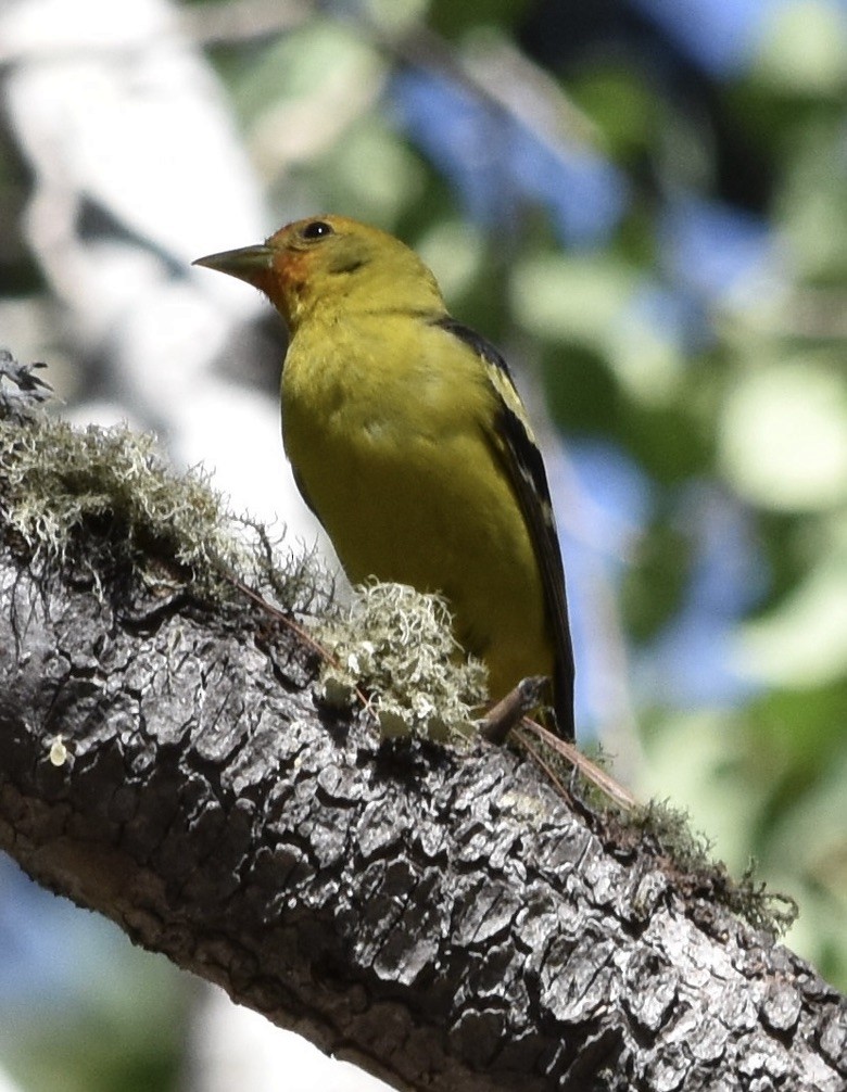 Western Tanager - ML638659701