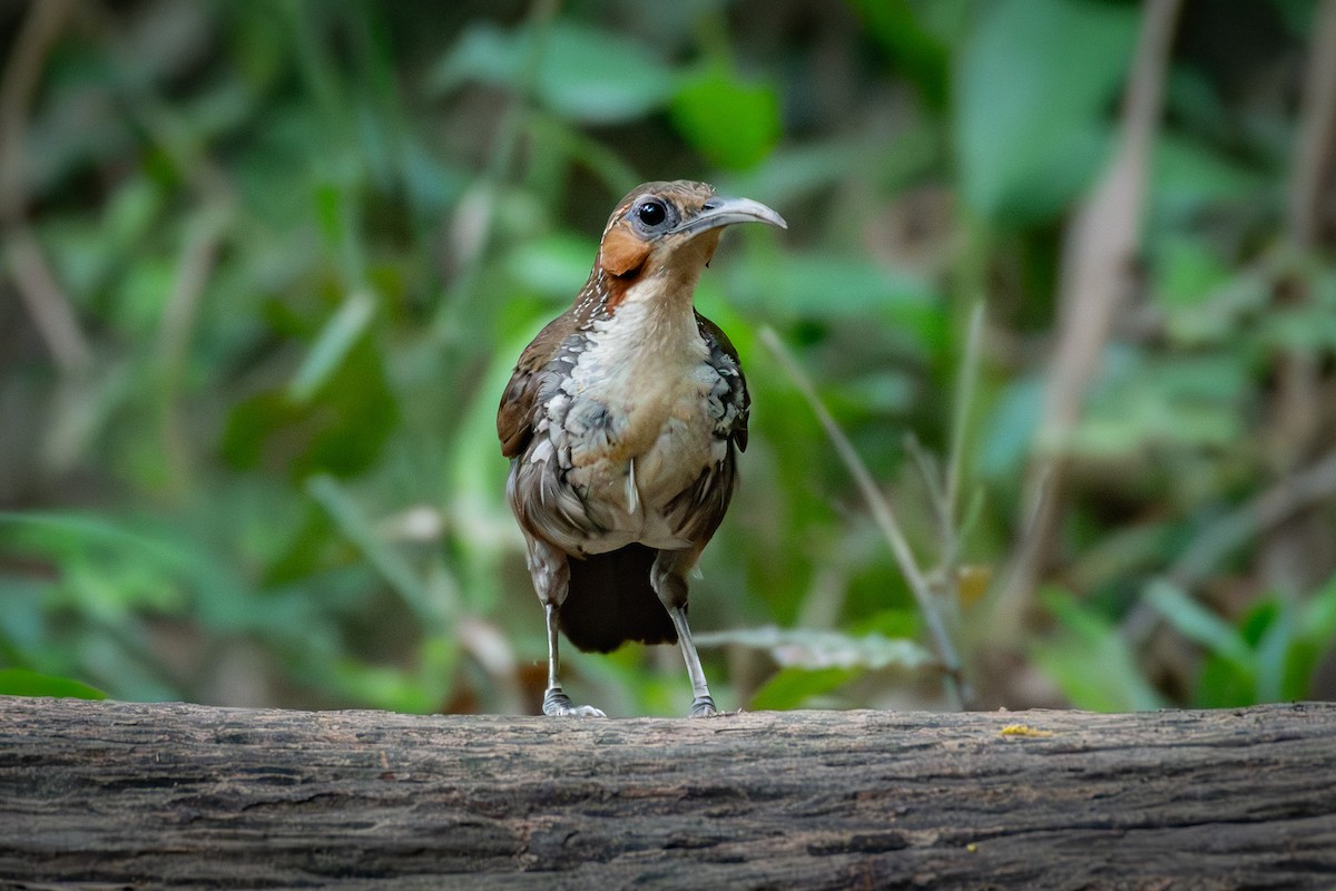 Large Scimitar-Babbler - ML638659709