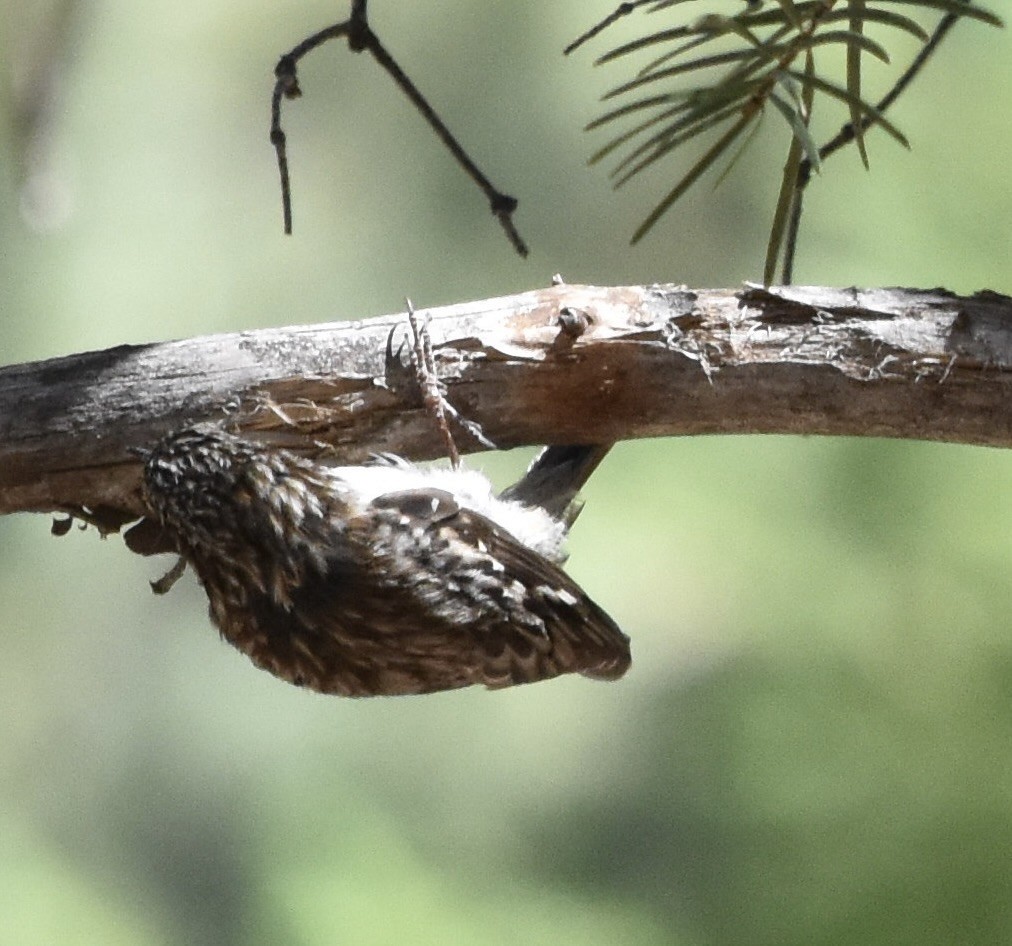Brown Creeper (montana/idahoensis) - ML638659730