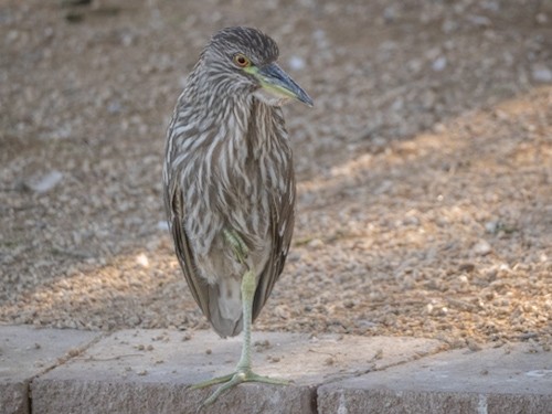Black-crowned Night Heron - ML638659746