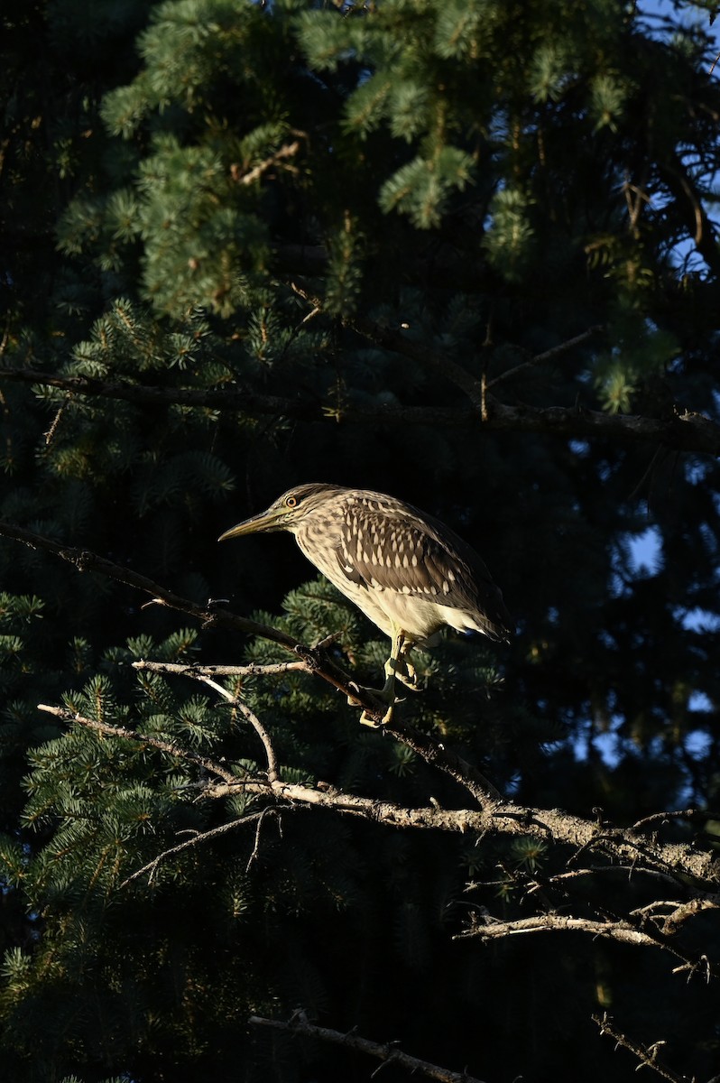 Black-crowned Night Heron - ML638659771