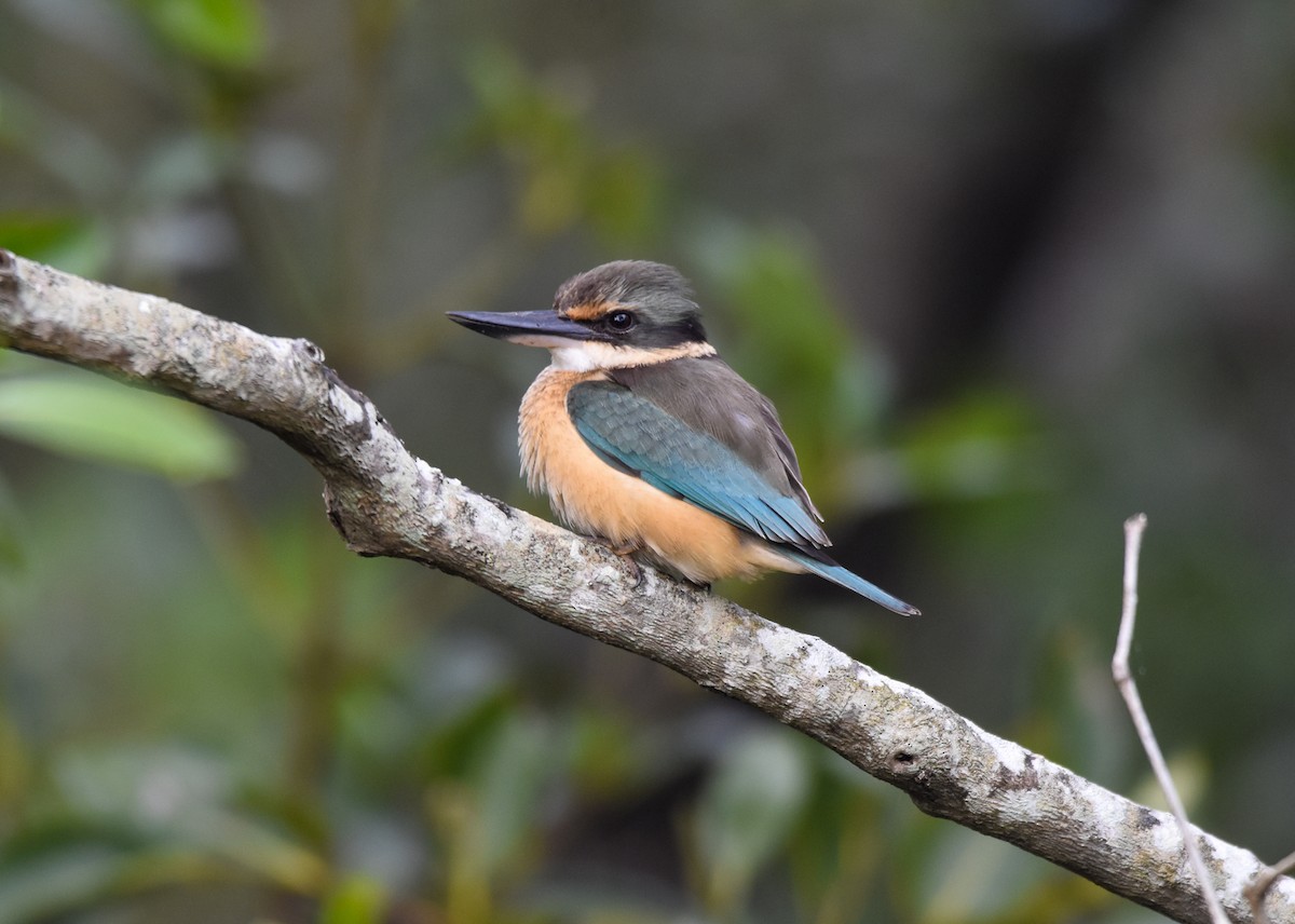 Sacred Kingfisher - ML638659809