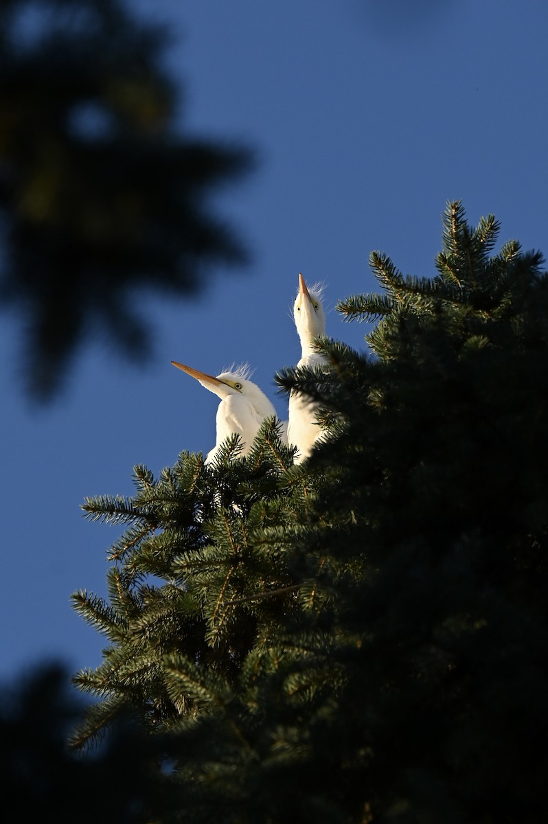 Great Egret - ML638659838