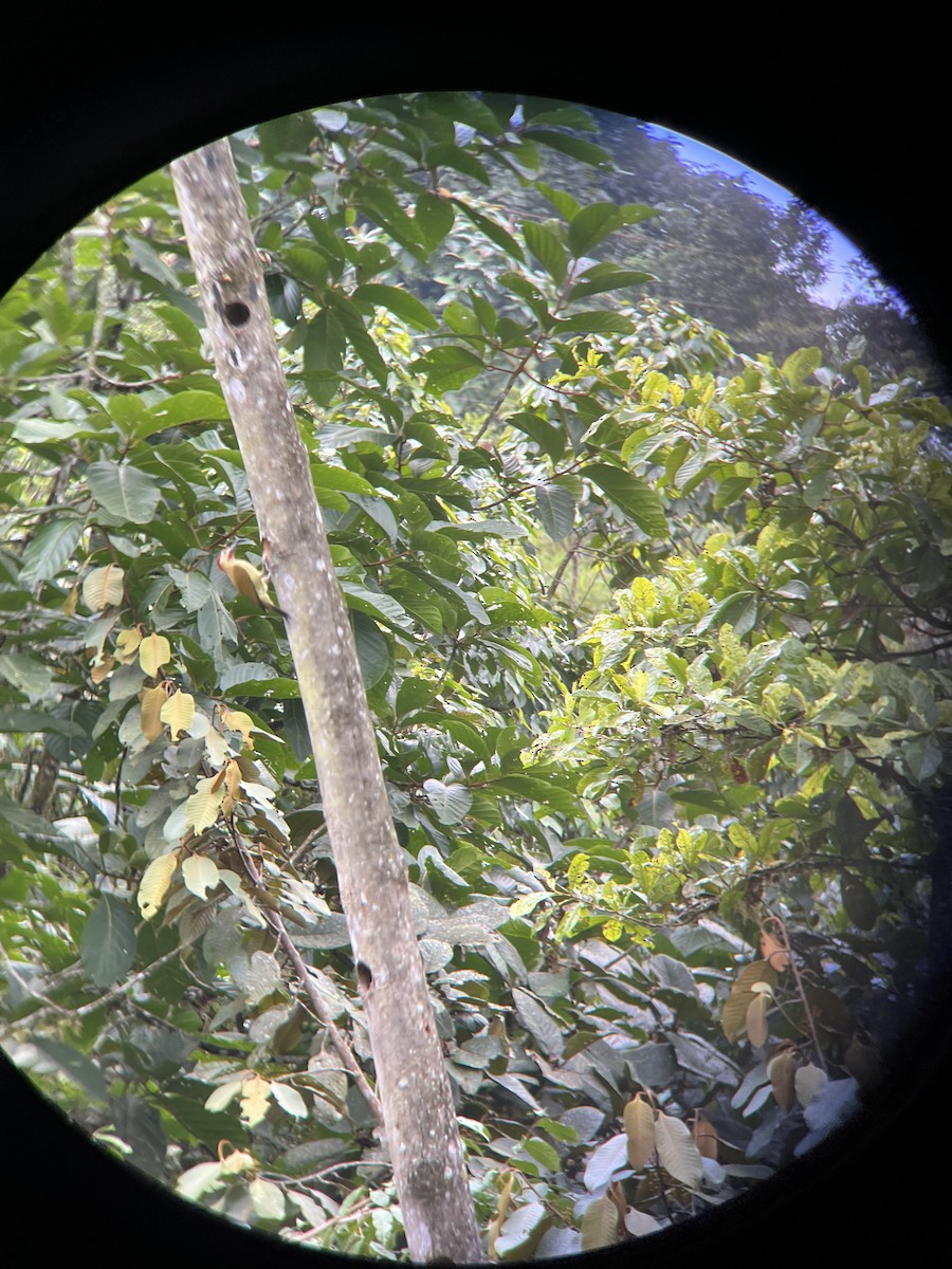 Golden-olive Woodpecker - ML638659846
