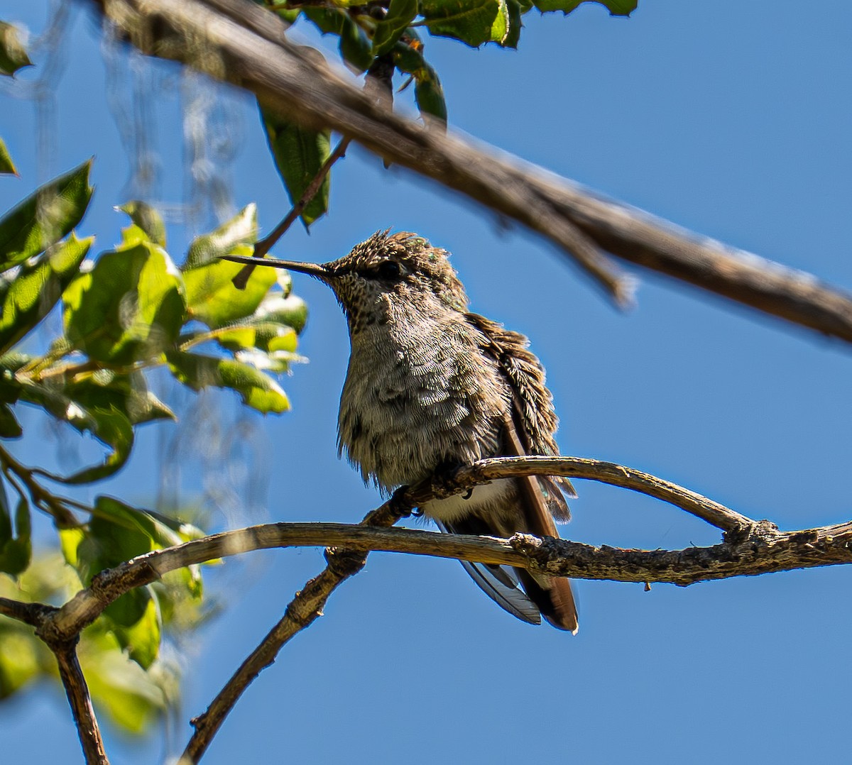 Anna's Hummingbird - ML638659849
