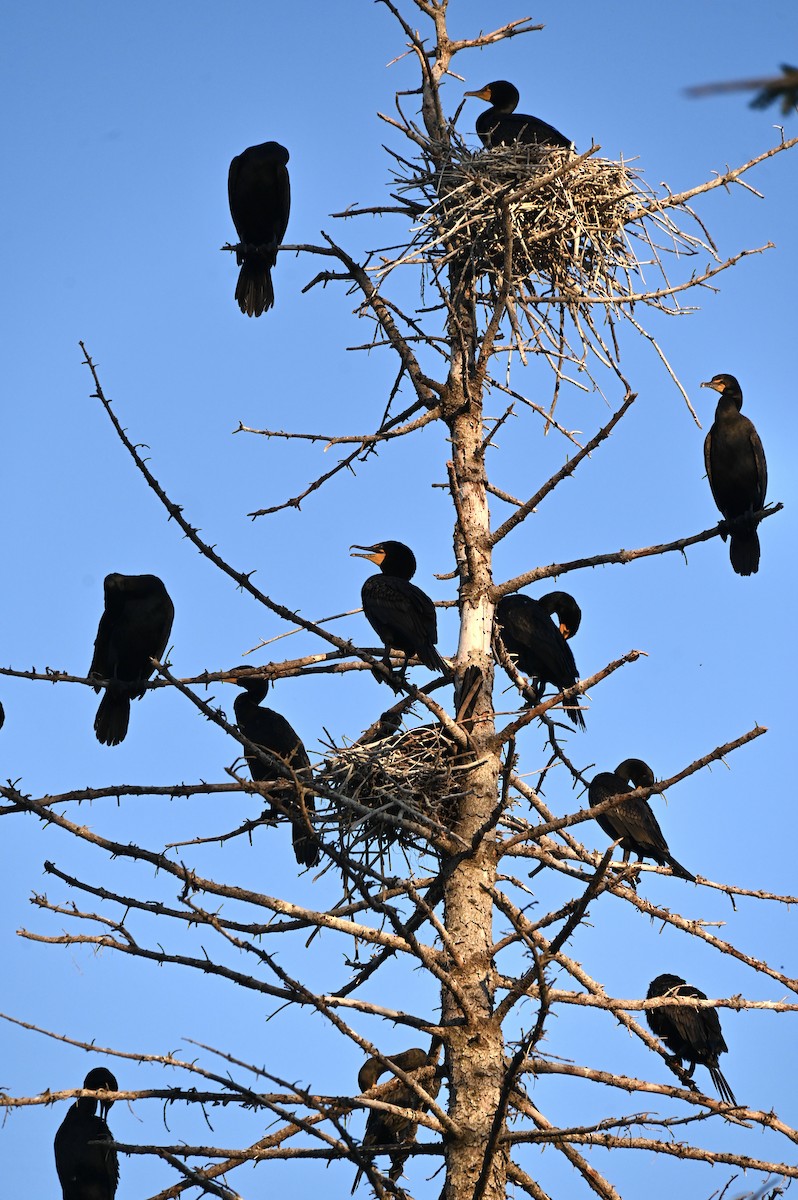 Double-crested Cormorant - ML638659850