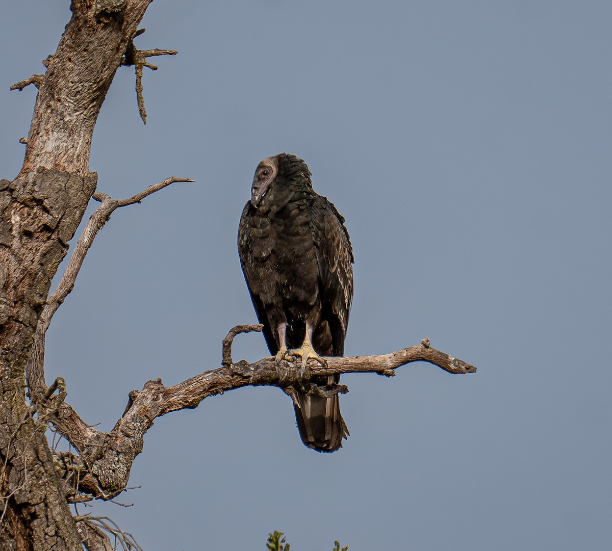 Turkey Vulture - ML638659853