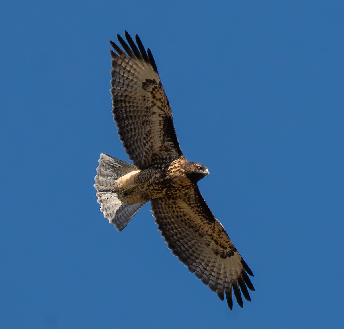 Red-tailed Hawk - ML638659866