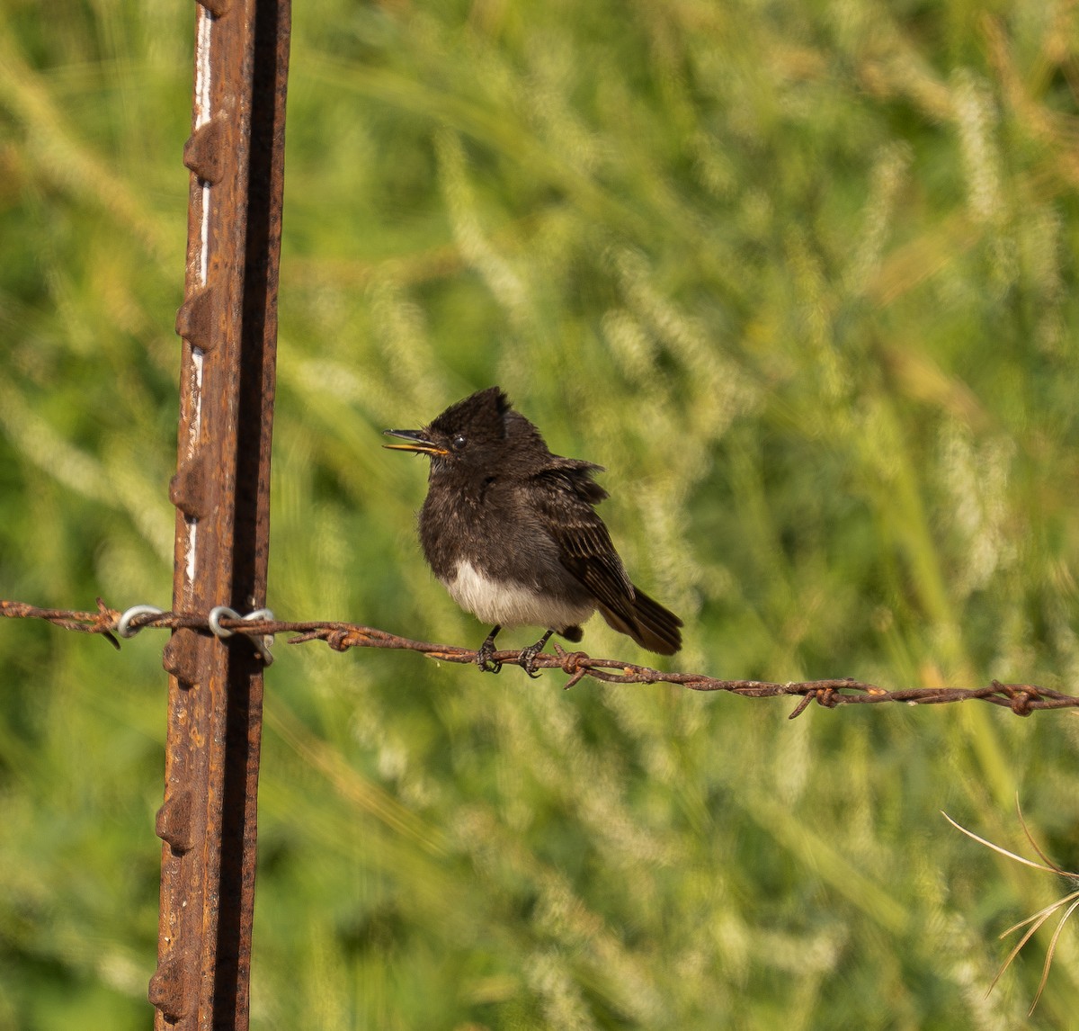 Black Phoebe - ML638659879