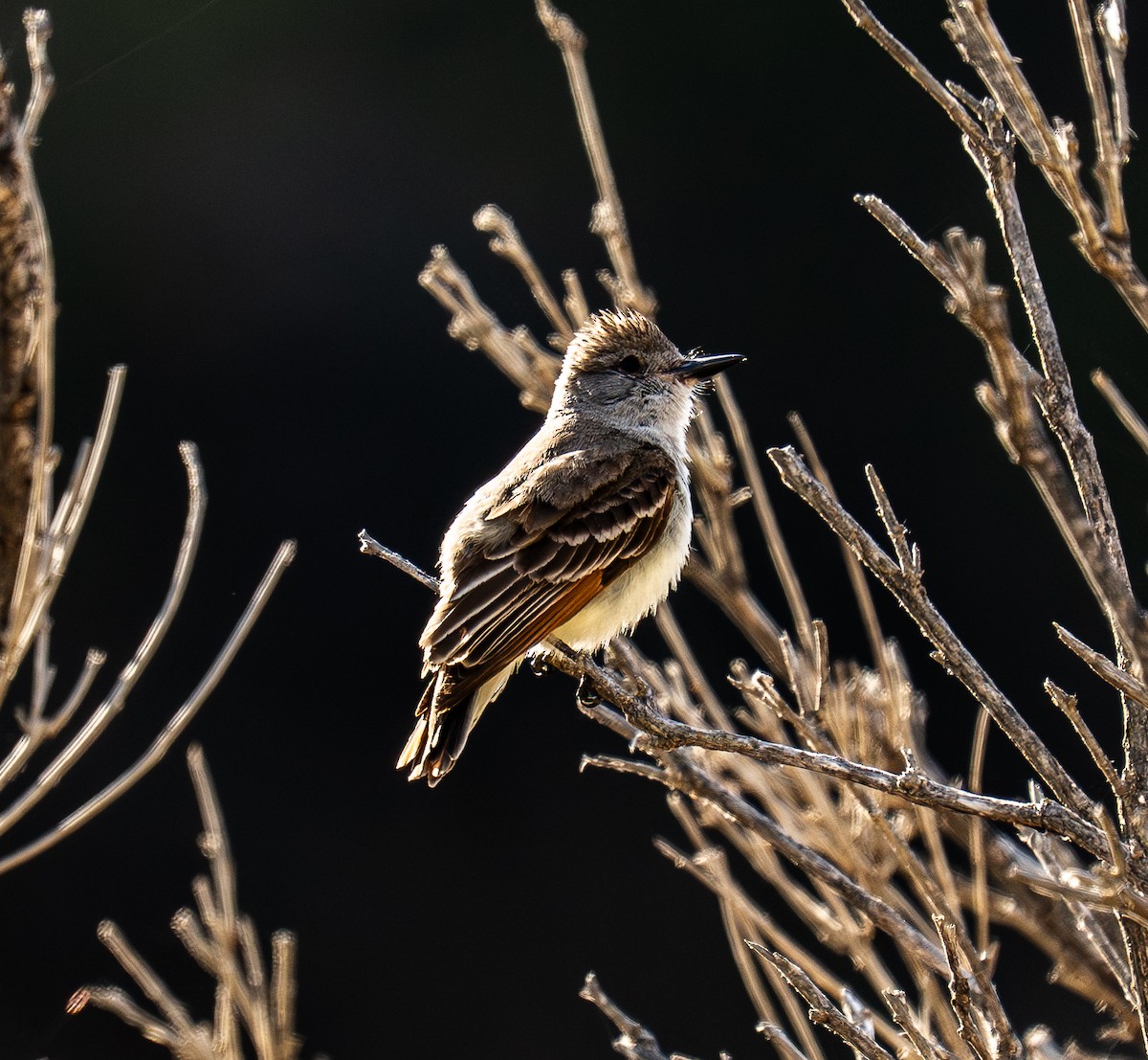 Ash-throated Flycatcher - ML638659881