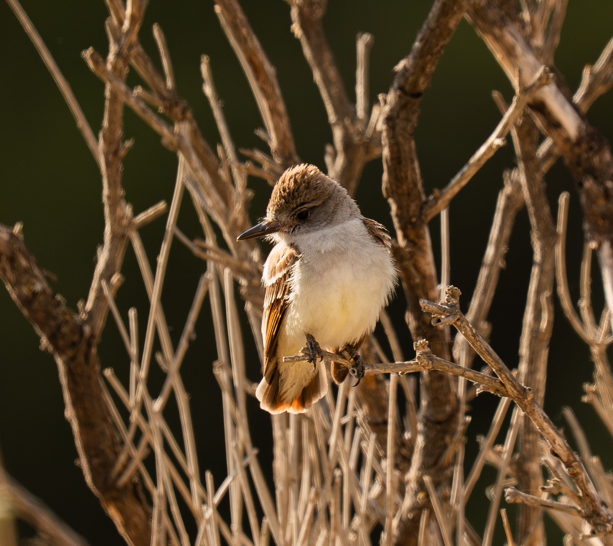 Ash-throated Flycatcher - ML638659882