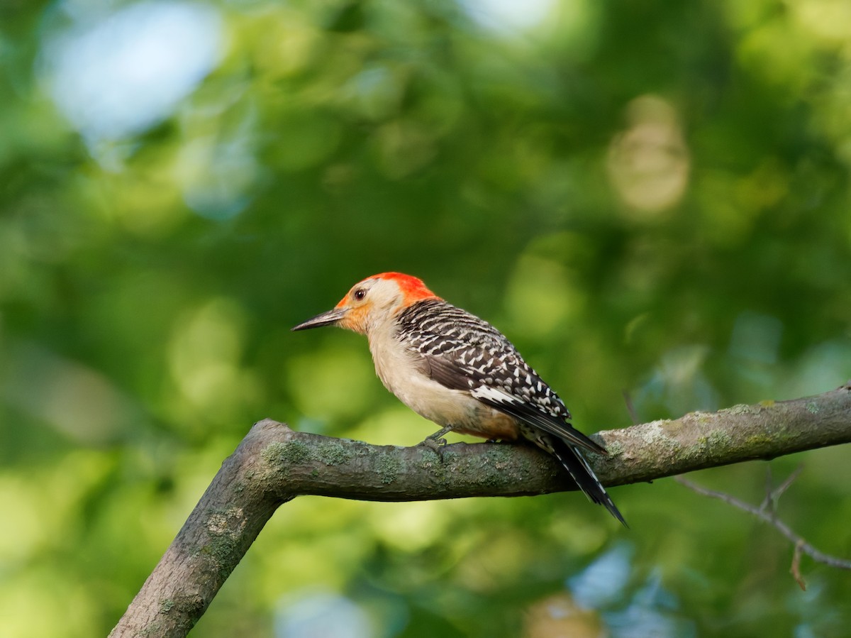 Red-bellied Woodpecker - ML638659913