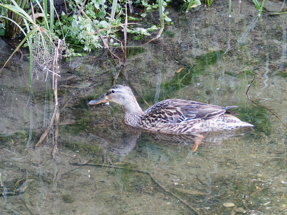 Mallard - ML638659937