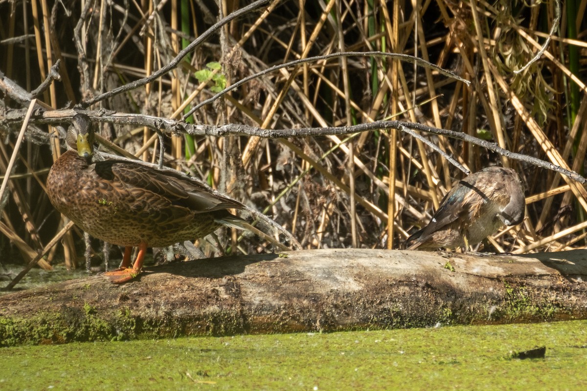 Mallard - ML638659981