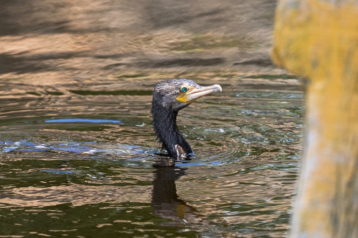 Neotropic Cormorant - ML638660022