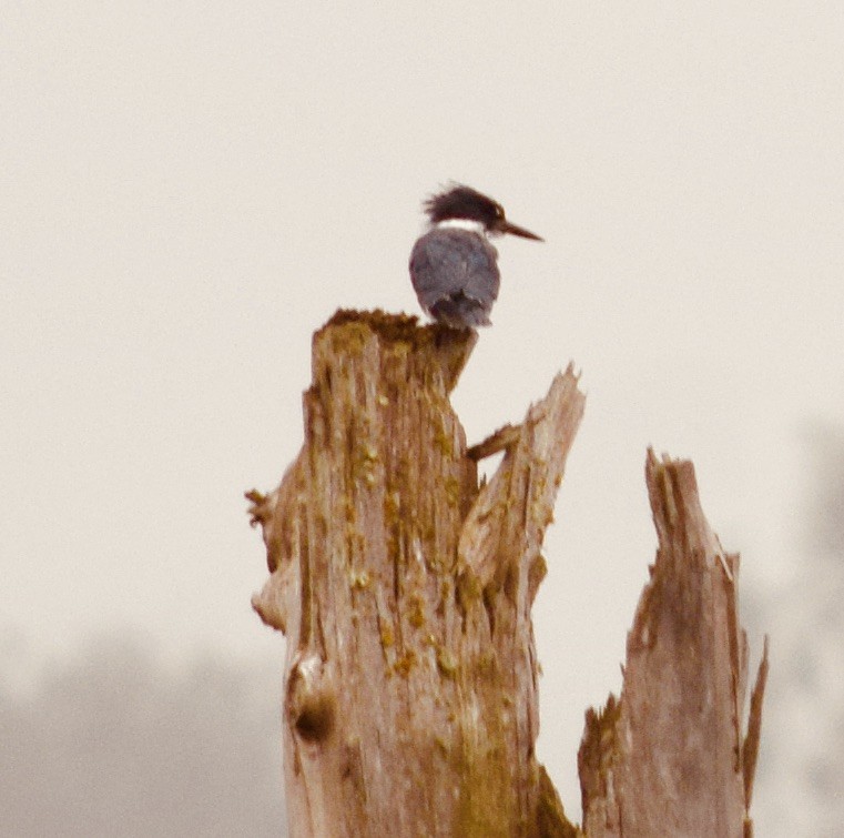 Belted Kingfisher - ML638660050