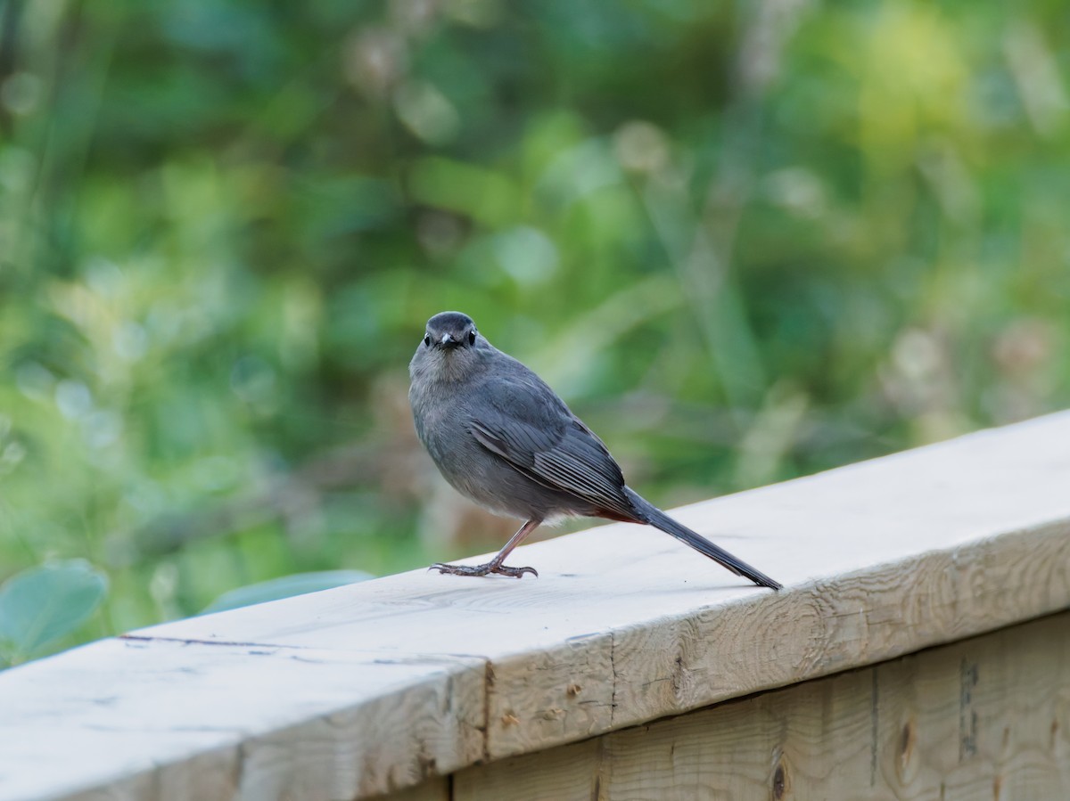 Gray Catbird - ML638660077