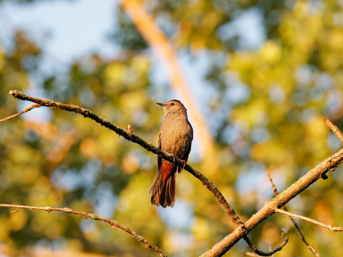 Gray Catbird - ML638660109
