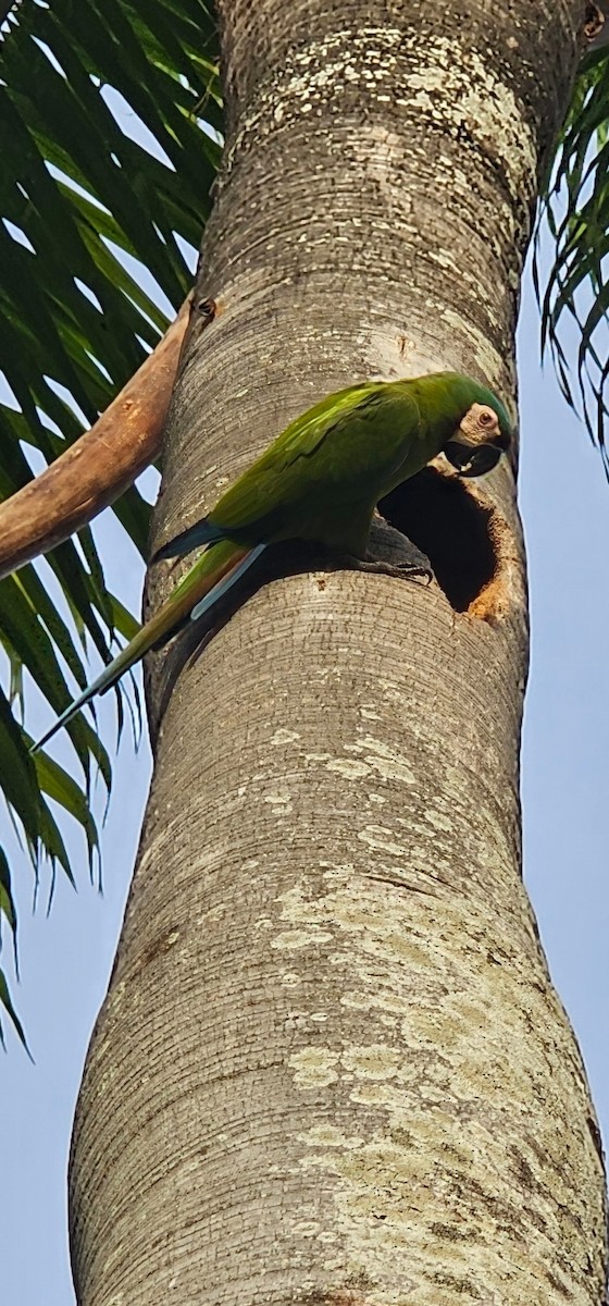 Chestnut-fronted Macaw - ML638660138