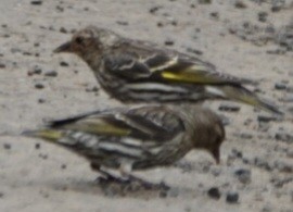 Pine Siskin - ML638660176