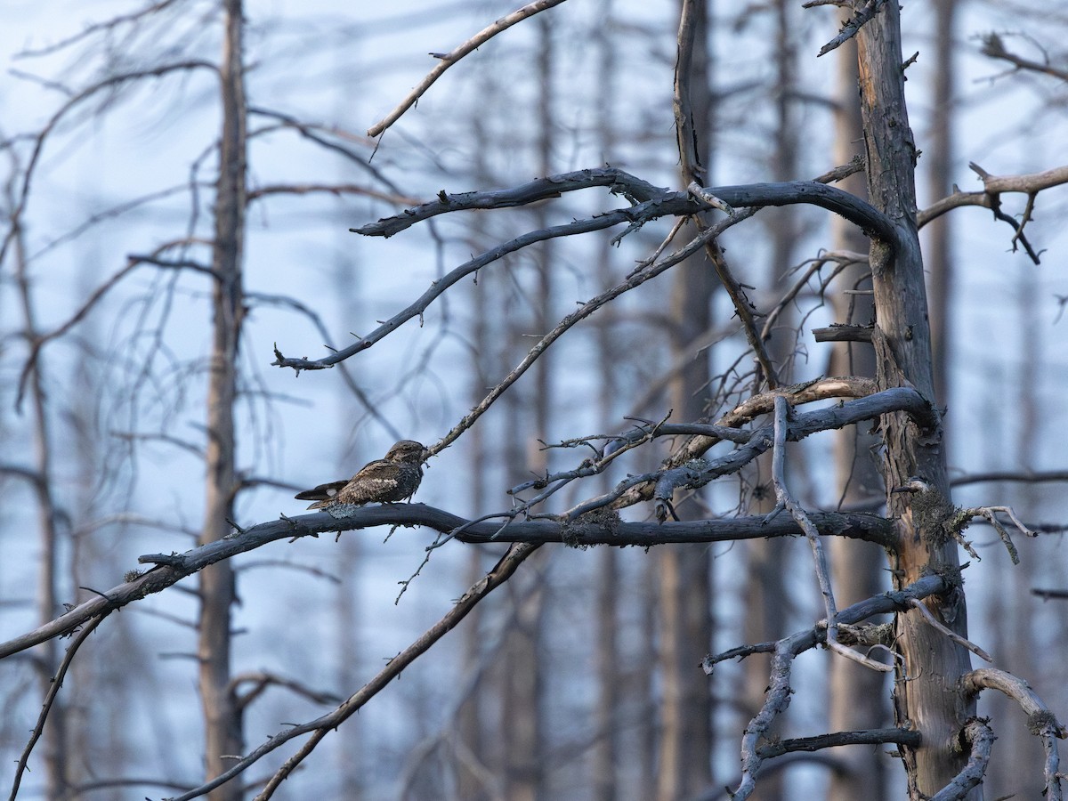 Eurasian Nightjar - ML638660195