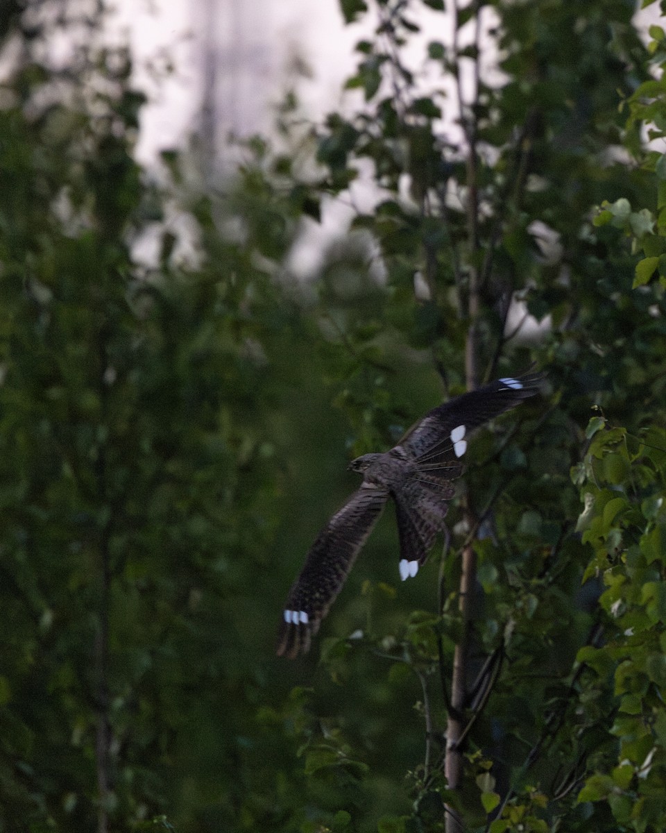 Eurasian Nightjar - ML638660197